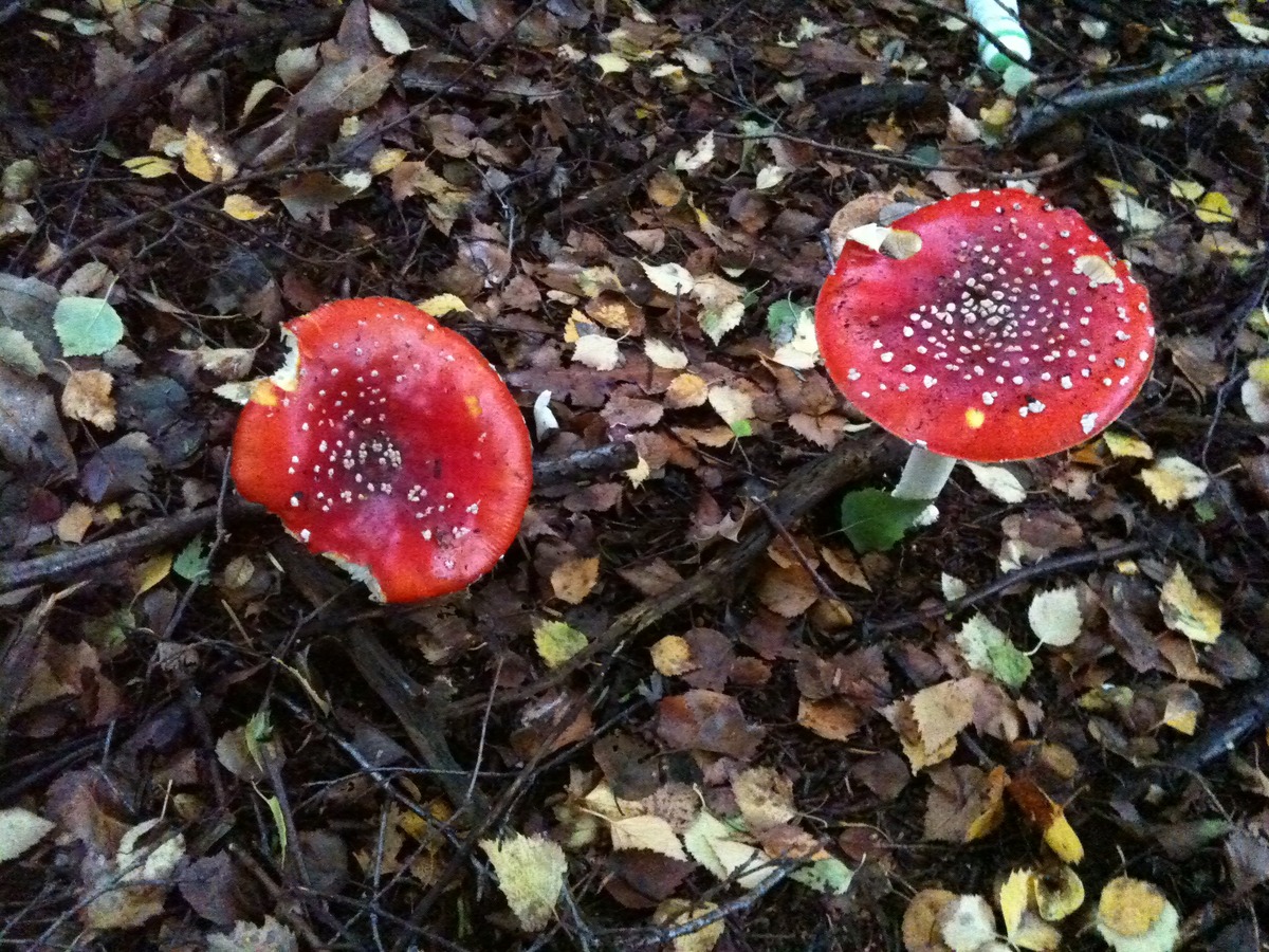 Fly Agaric